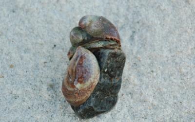Atlantic Slipper Limpet