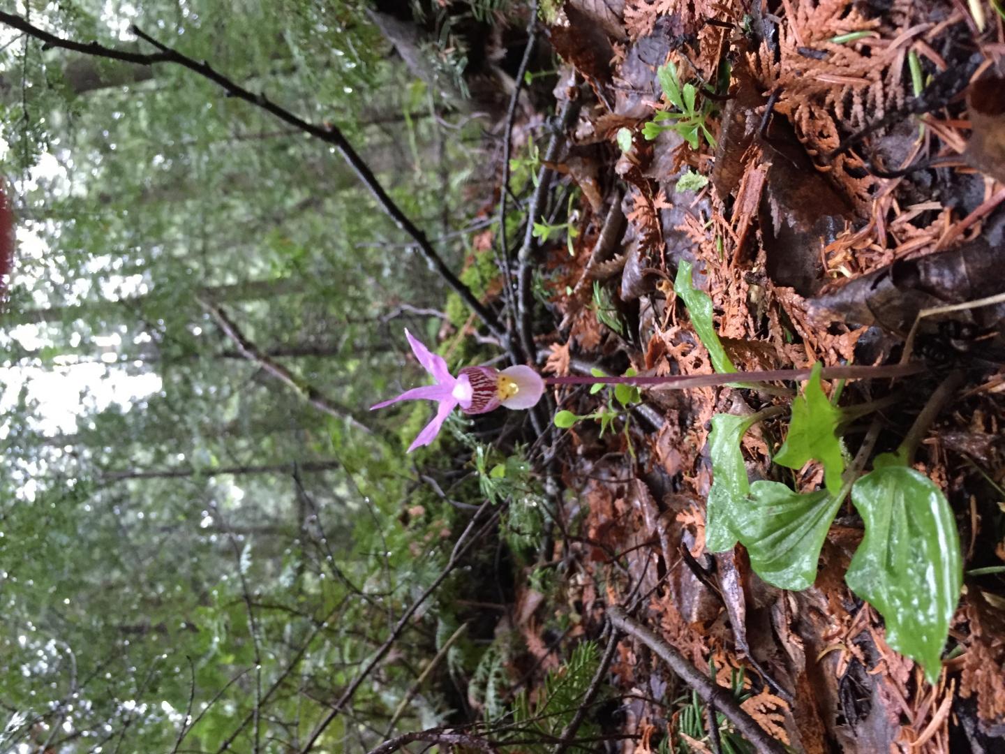 Calypso Bulbosa