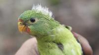 Swift Parrot Juvenile