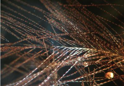 Flock of Feathers Preserved in Cretaceous Amber (8 of 10)