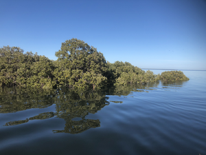 Mangroves in the Upper Spencer Gulf