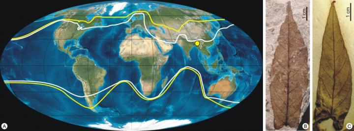 <i>Ipomoea</i> Leaves and Map of Range