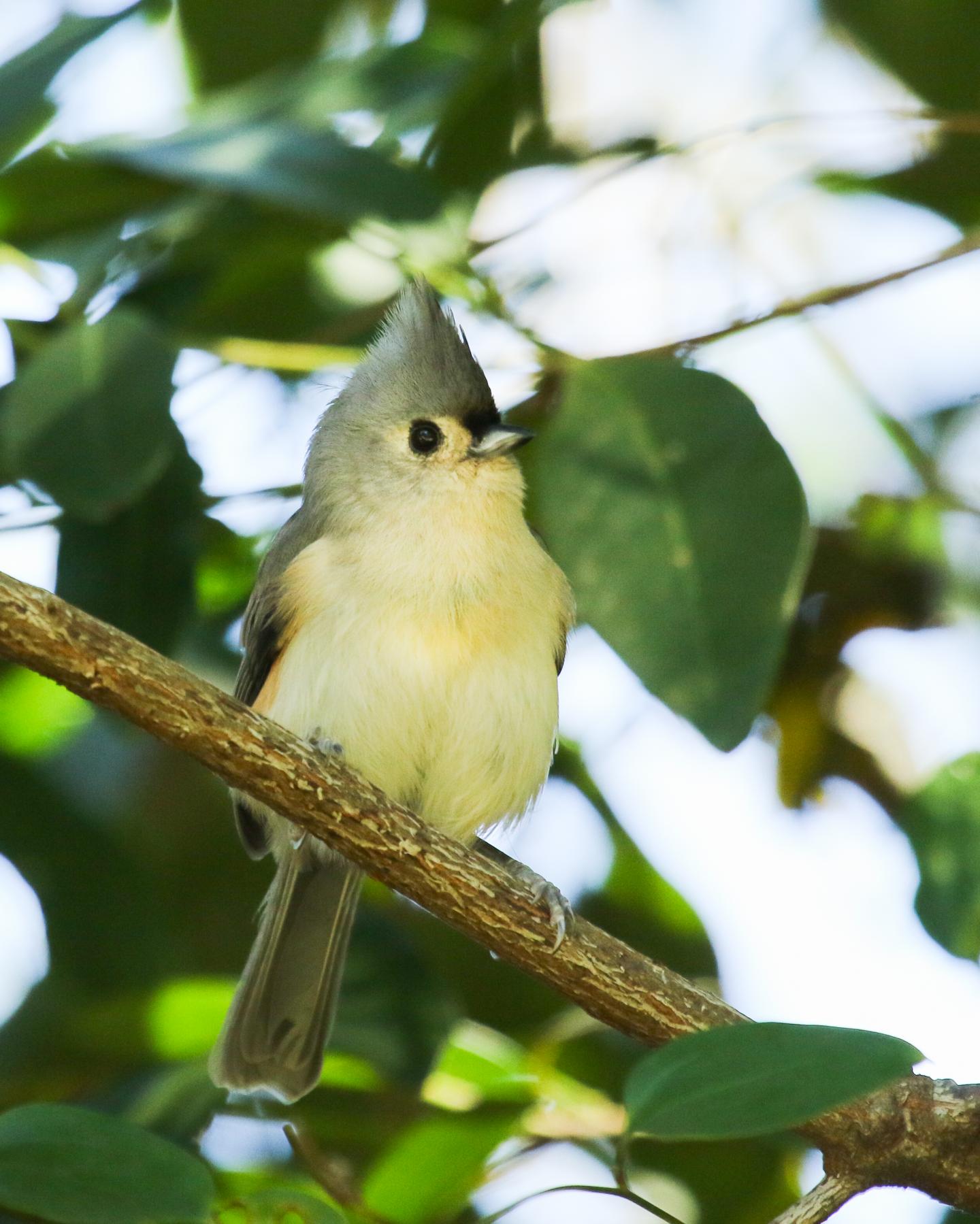 Tufted Titmouse Rules the Roost