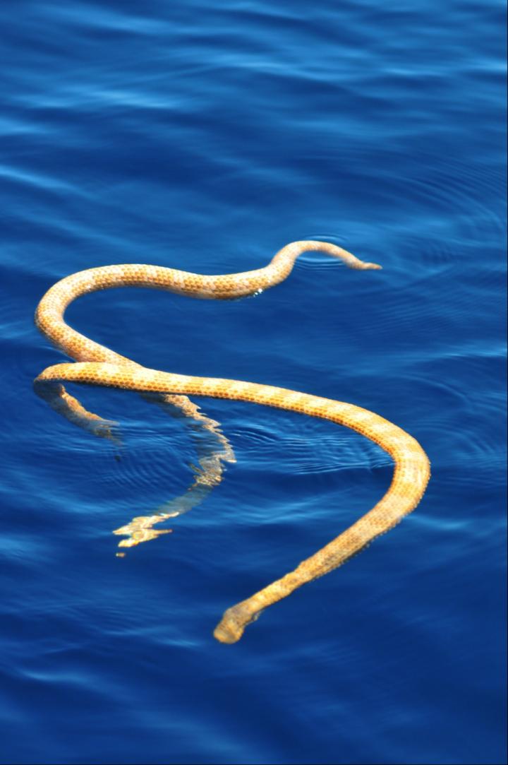 Short Nosed Sea Snakes