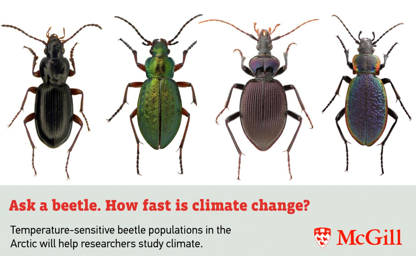 Wanna Know About Climate Change? Ask a Beetle