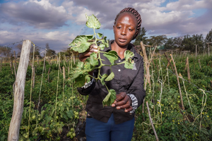 A farmer scouts for Tuta (Phthorimaea) absoluta in Kenya