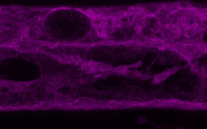 Aquaporins inside the Plant Cell, Controlling the Traffic in and Out