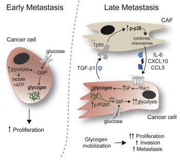 Early and Late Metastasis