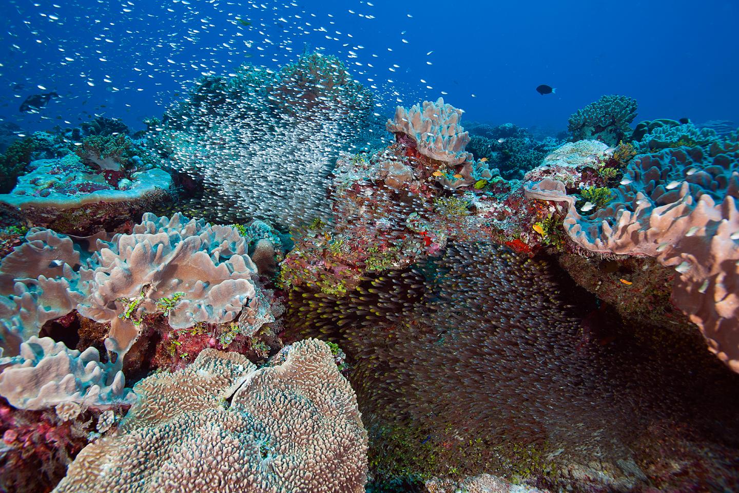 The Global Reef Expedition Mission to the Chagos Archipelago