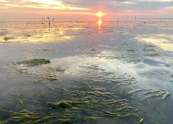 Seagrass in the sunset