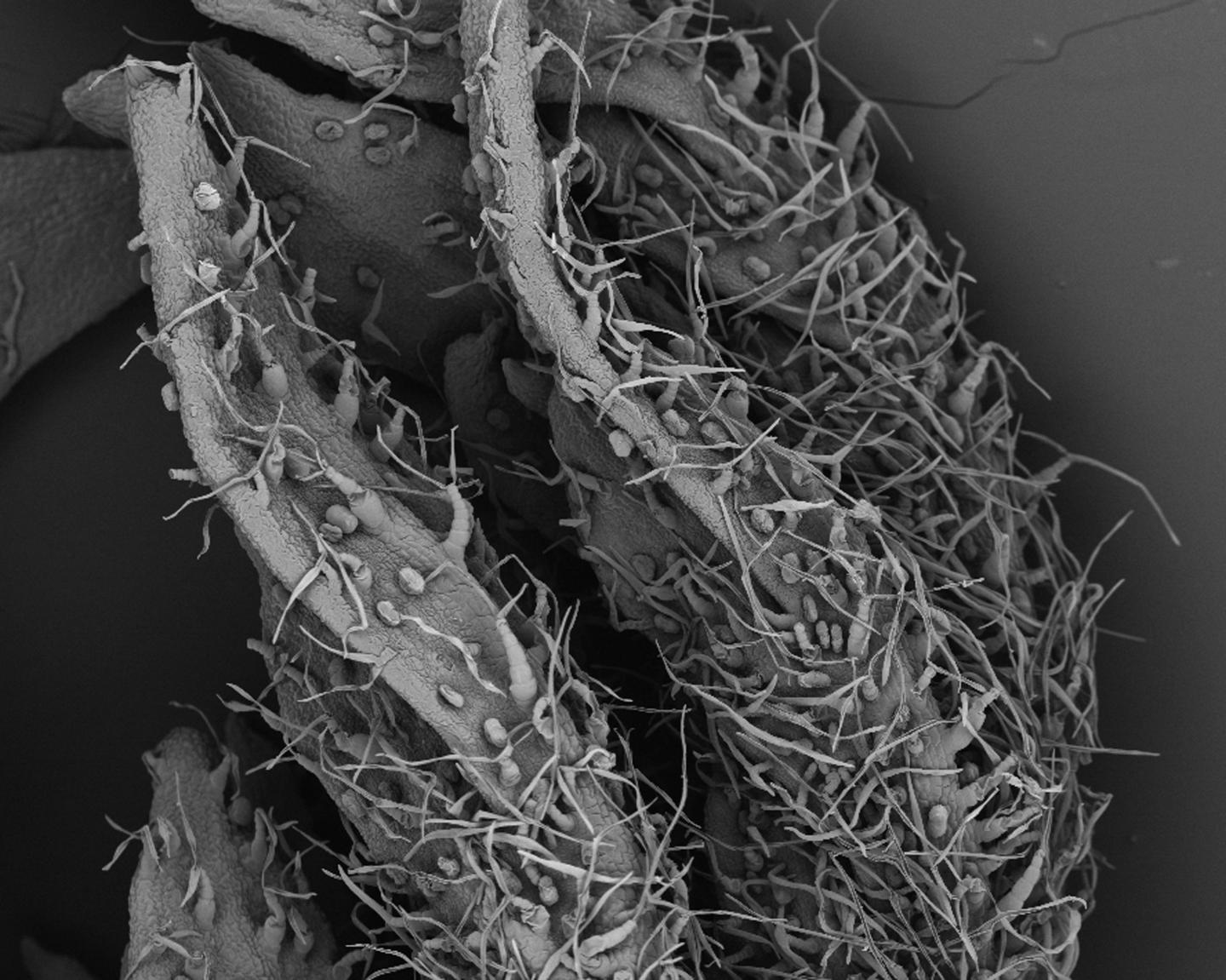 <em>Artemisia</em> Trichomes