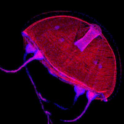 <i>Clytia hemisphaerica</i> Medusa