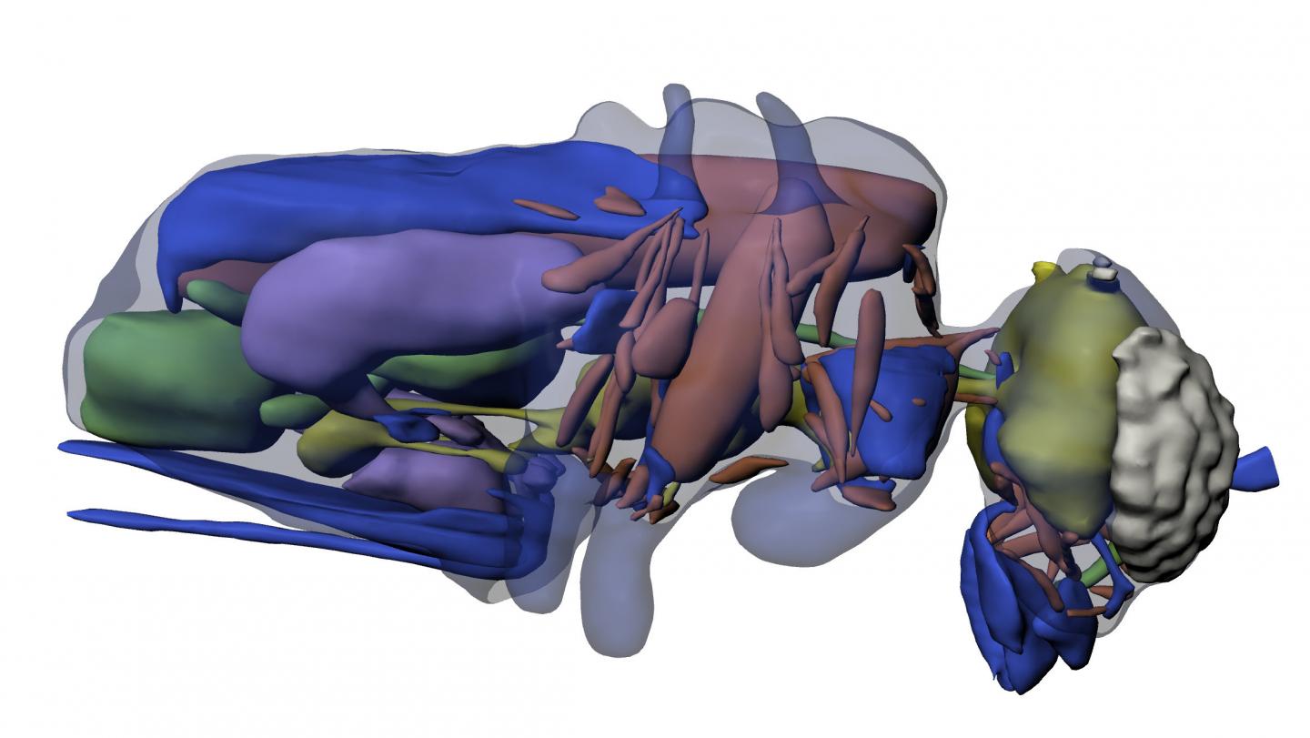3-D Model of Megaphragma mymaripenne