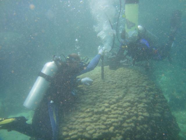 Collecting coral samples in the waters off Oman