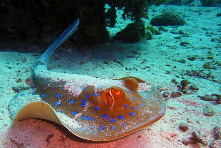 The Bluespotted Stingray