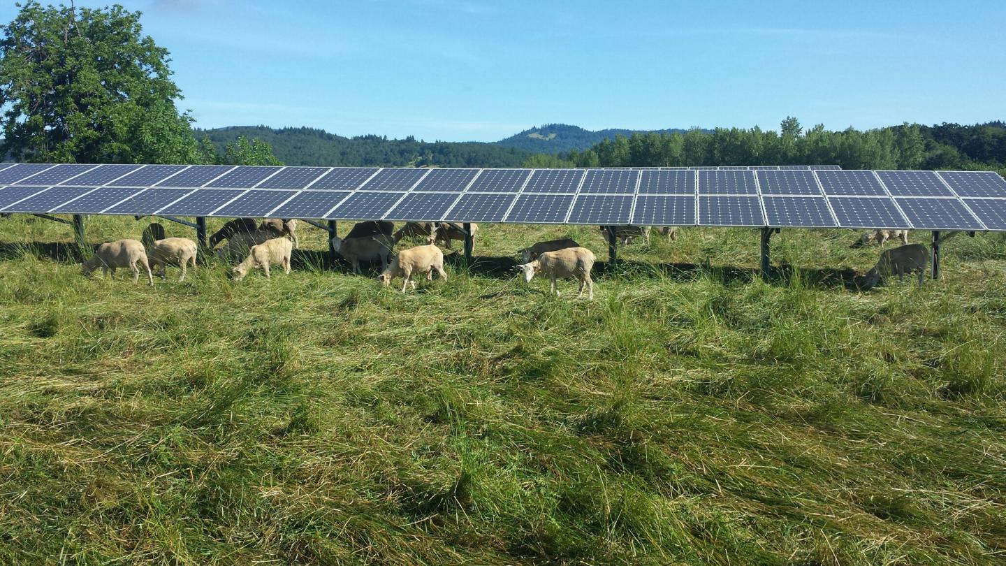Sheep Grazing under Solar Array