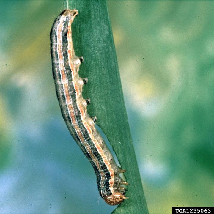 Fall Armyworm