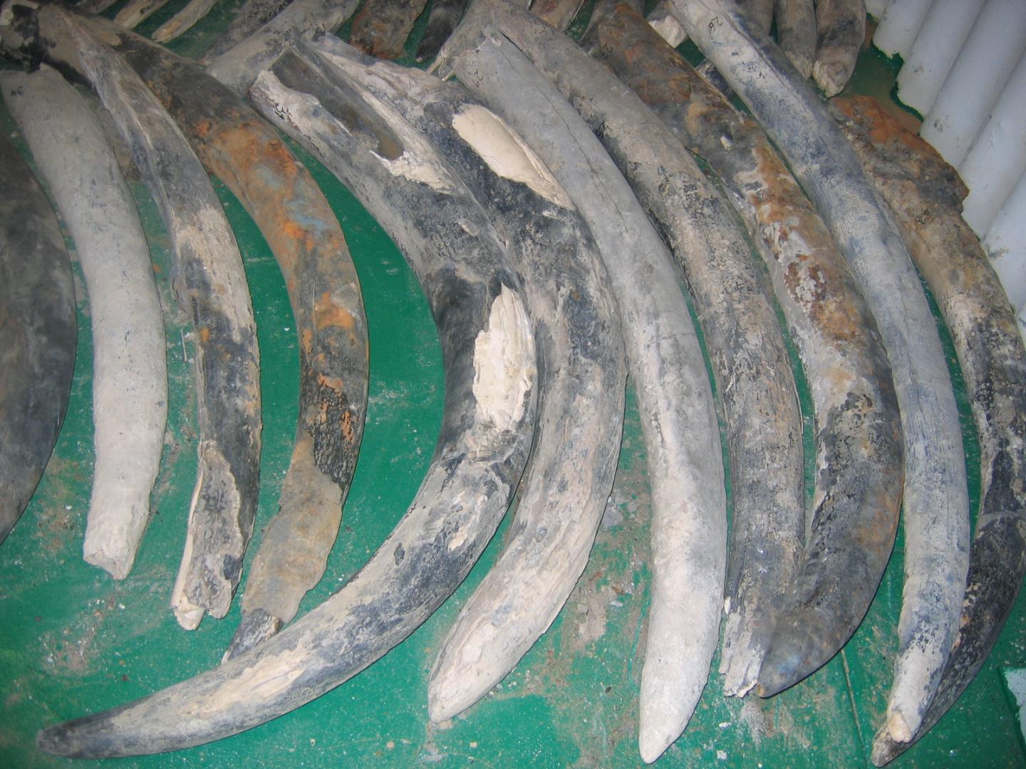 Raw elephant tusks