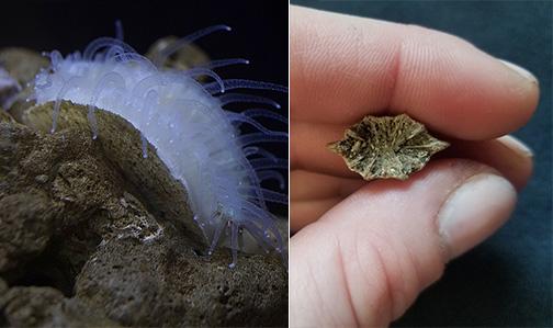 Modern Coral and Fossil