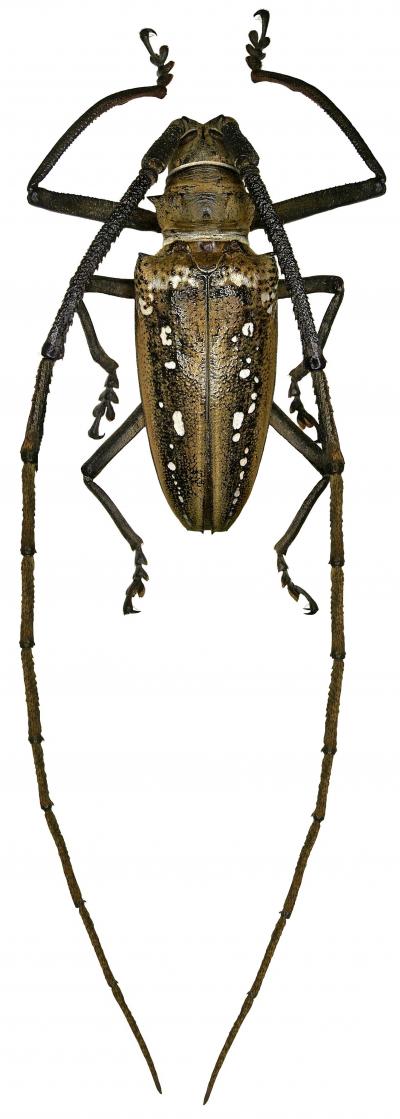 <i>Batocera wallacei</i>