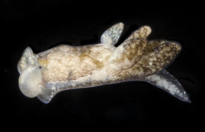 New Egg-Sucking Sea Slug Outlier in Vegetarian Group