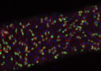<i>Drosophila</i> Intestinal Stem Cells