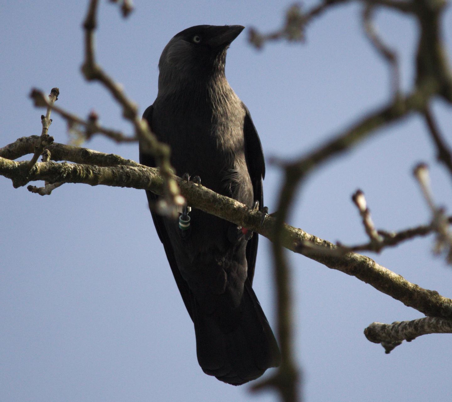 Jackdaw