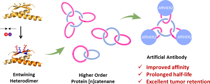 Scheme 1. Rationally Engineered, Entwining p53dim Heterodimer Facilitates the Cellular Synthesis of Complex Protein [n]Catenanes Containing Various Proteins of Interesta