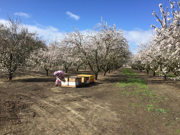 Bee hives in almond orchard