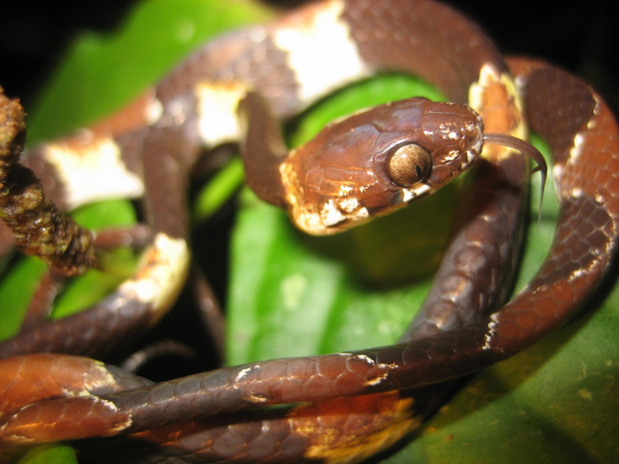 The Hidden Snail-eating Snake, Dipsas aparatiritos