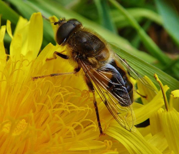 A Common Species of Hoverfly Often Found in Gardens
