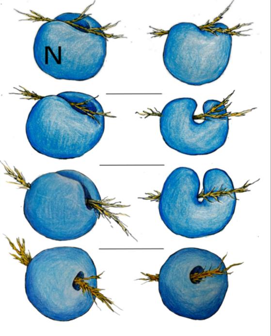 Cytofilament Nucleus