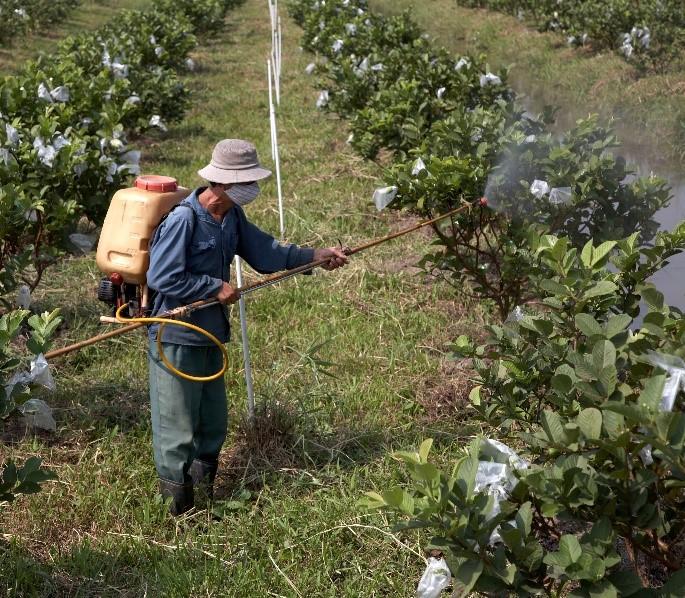 Man Spraying Crops with Antibiotics