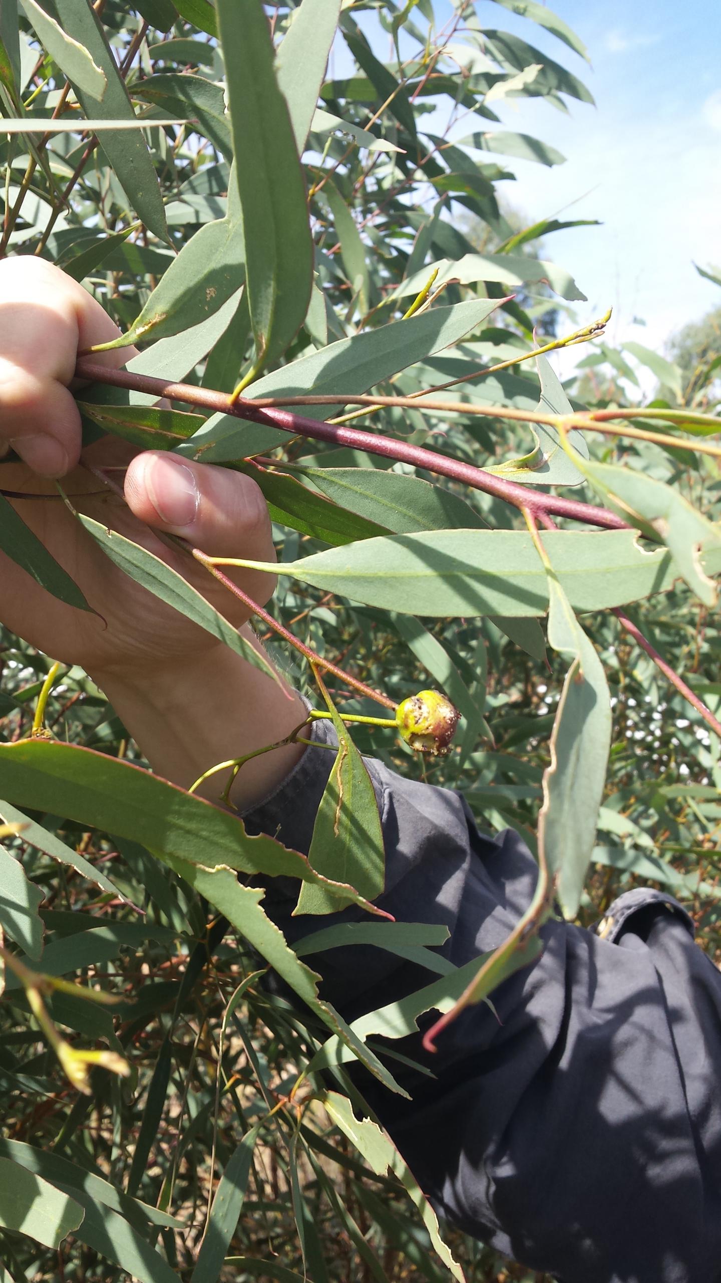 Blue Mallee Eucalyptus Branch