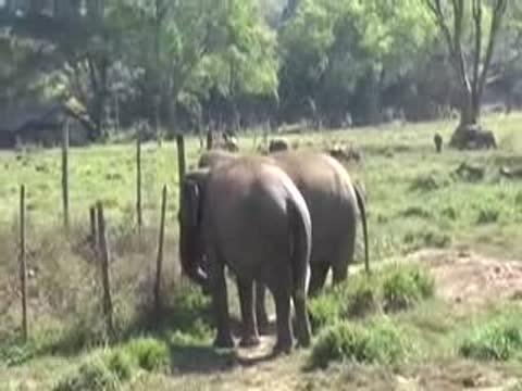 Asian Elephants Reassure Others in Distress
