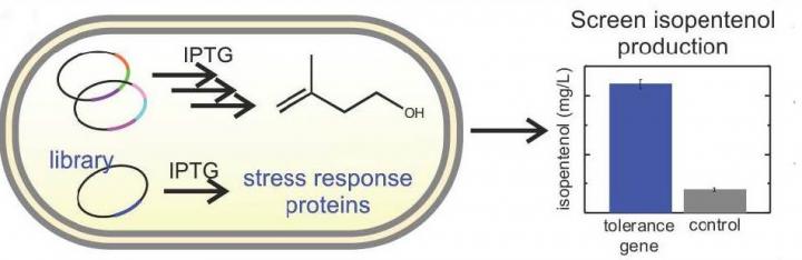 Isopentenol Tolerance in <i>E. coli</i>