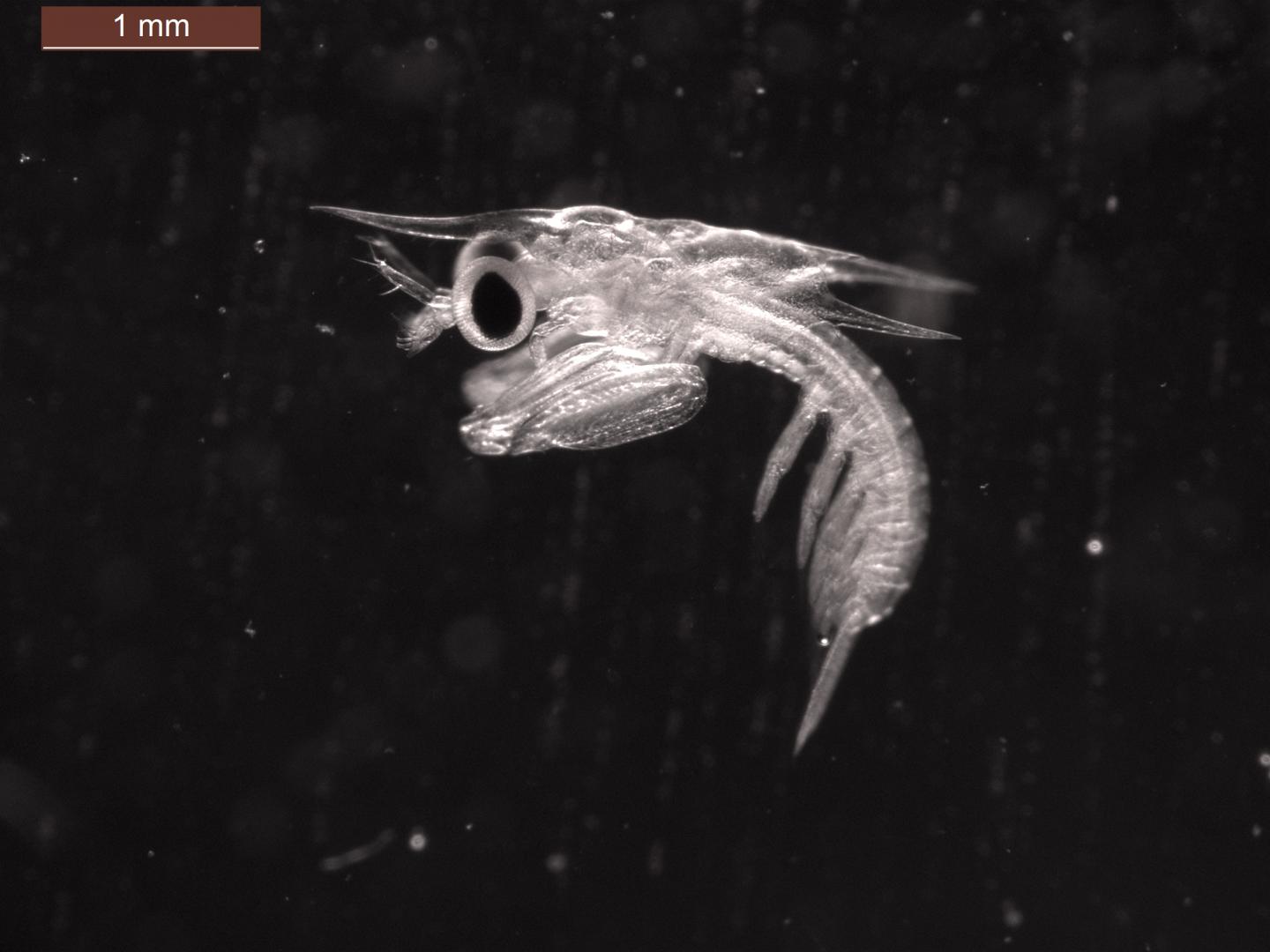 11-day-old mantis shrimp (Gonodactylaceus falcatus) larva