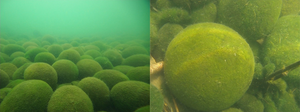 Figure 1. Marimo in Lake Akan, Hokkaido, Japan