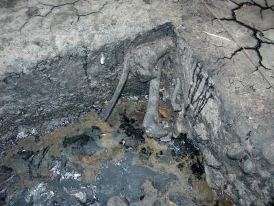 Tar Pit at Rancho La Brea