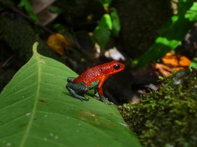 Green Poison-Dart Frog Varies Mating Call to Suit Situation (2 of 2)