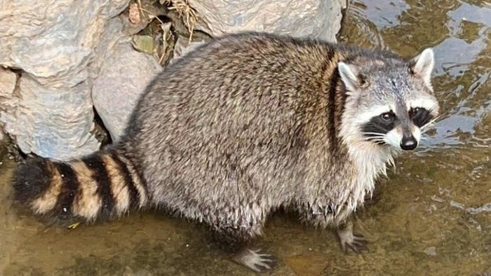 Raccoons are known to carry the emerging zoonotic pathogen E. albertii