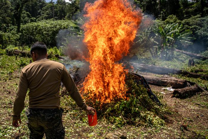 Burning coca plants