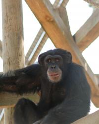Common Chimpanzee (2 of 2)