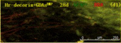 28 Days After Injury