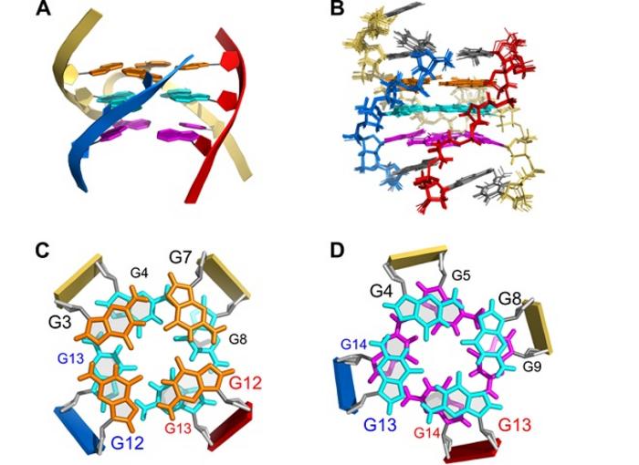 Scientists Discover the Reassembly of Parallel Trimolecular G-quadruplex via Novel Hoogsteen Strand Displacement Reaction