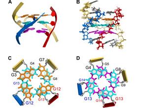 Scientists Discover the Reassembly of Parallel Trimolecular G-quadruplex via Novel Hoogsteen Strand Displacement Reaction