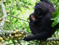 A Chimpanzee Evaluates the Edibility of Figs
