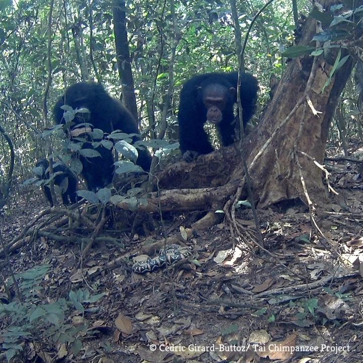 Chimpanzees with Snake Model