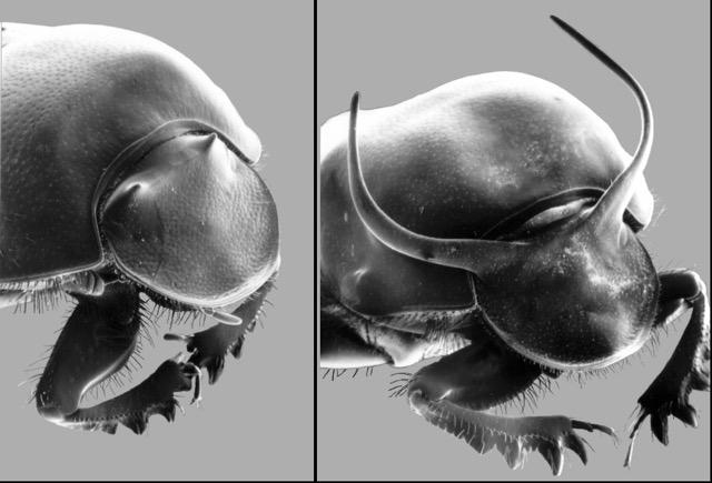 Taurus Scarab Beetles