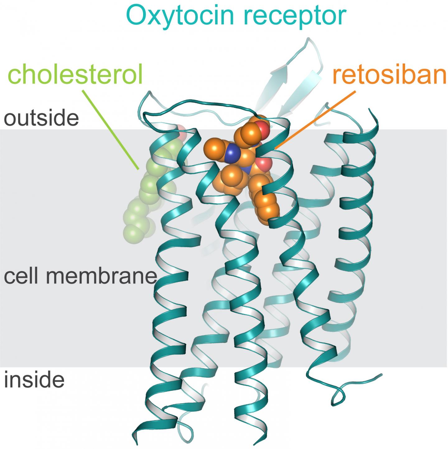 oxytocin receptor structure
